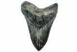 Serrated, Fossil Megalodon Tooth - South Carolina #311878-1